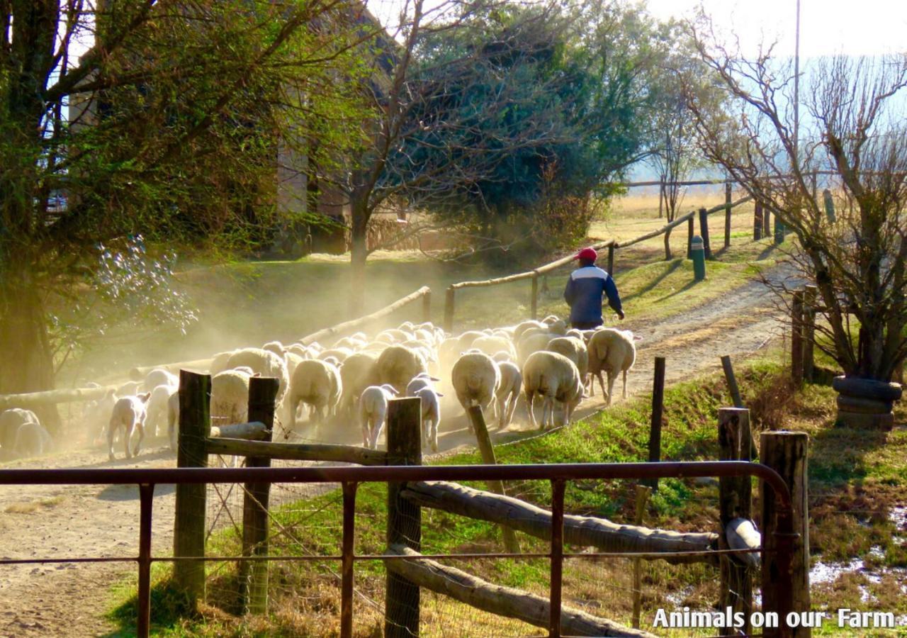 Ardmore Guest Farm Champagne Valley Exteriör bild